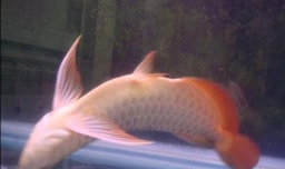 为什么鱼死了还会动
