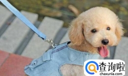 怎么样正确的遛狗？