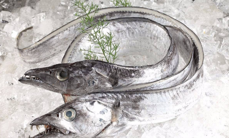 为什么市场上买不到活着的带鱼