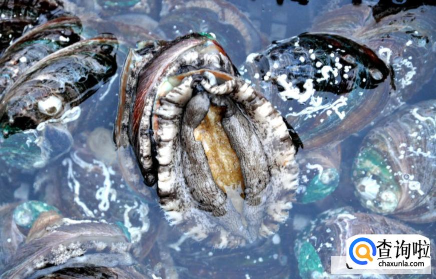 鲍鱼怎样保存时间最长