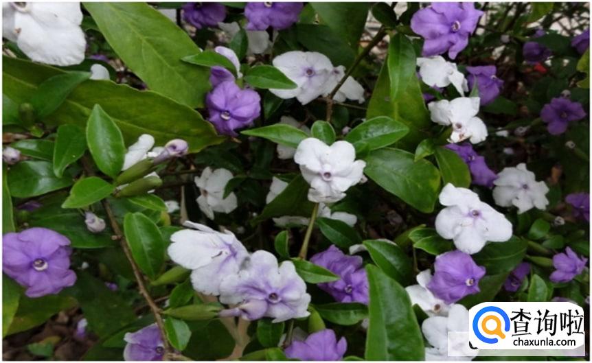 如何养双色茉莉花