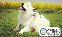 怎么判断狗狗身上有没有跳蚤，狗身上跳蚤怎么办