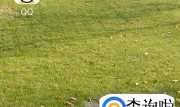 怎样在QQ群中设置聊天机器人