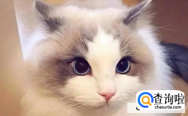布偶猫的品种怎么区分