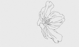 怎样画中国画樱花好看？