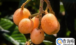 吃枇杷的功效与作用及禁忌