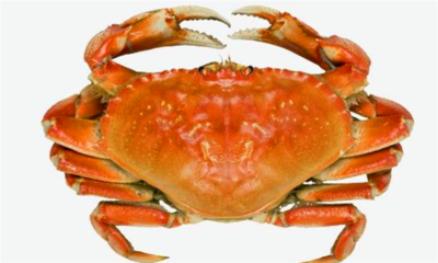 死螃蟹能吃吗