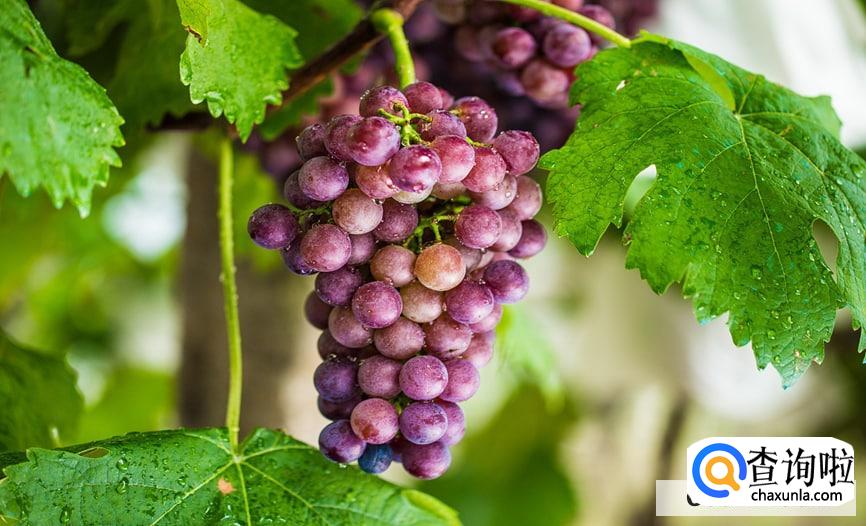 葡萄可以带皮吃吗
