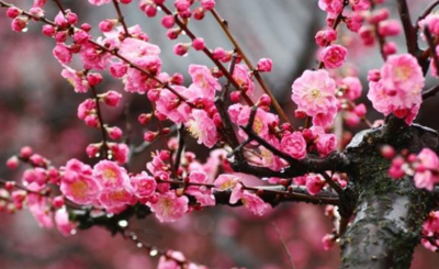 关于梅花的诗句