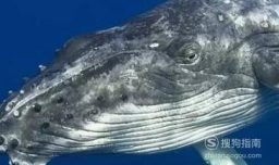 座头鲸有哪些独特的生活习性？