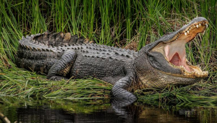 鳄鱼属于哺乳动物吗