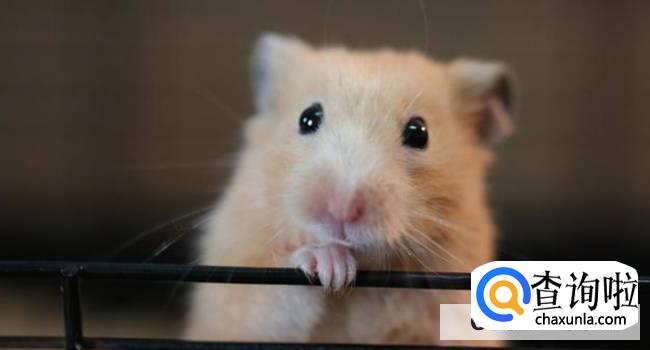 金丝熊夏天降温的方式