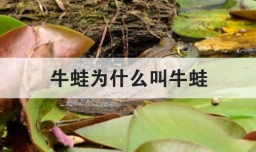 牛蛙为什么叫牛蛙