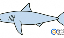 鲨鱼的简笔画画法
