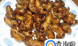 知了怎么做好吃