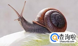 蜗牛的壳破了怎么办