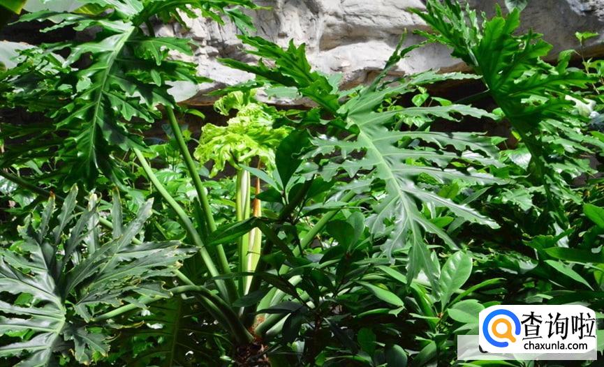 春羽怎么样才会更旺盛