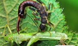 丛林法则适用于人类社会么