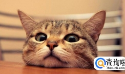 猫系女友和狗系女友的区别