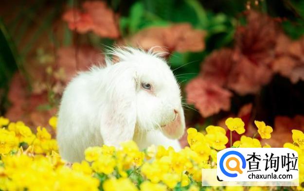 兔子胀气后拉软便怎么办