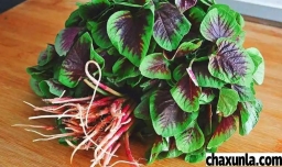 苋菜的营养价值有哪些