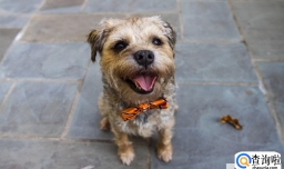 狗狗咳嗽干呕发出咔咔咔的声音怎么办