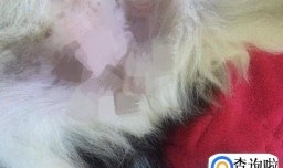 如果给狗狗进行人工采精