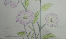 简笔画烟花的画法