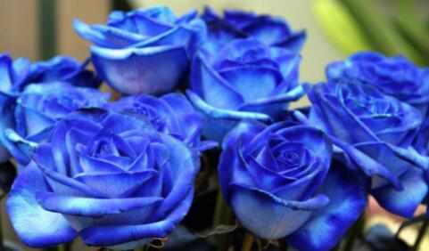 蓝色妖姬花语是什么意思