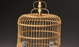 成年喜鹊如何饲养