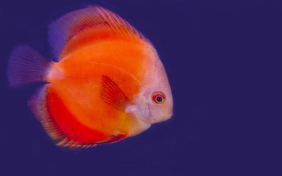 过年的时候吃鱼寓意是什么