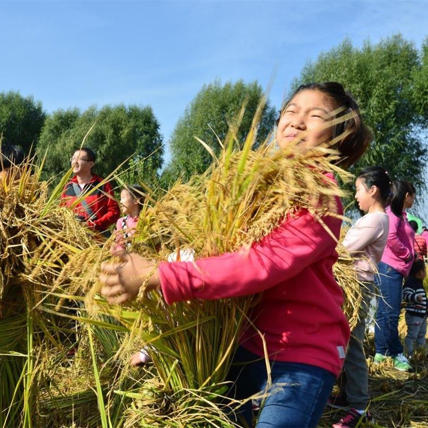 丰收节是哪个民族的节日
