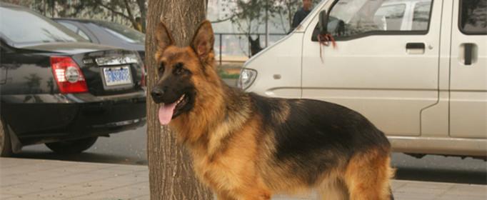 小狗的舌头有什么作用