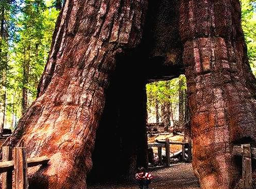 世界上最大的树