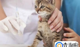猫咪疫苗有哪些，都是什么时候用的呢？