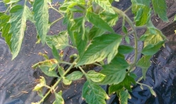 番茄的田间管理