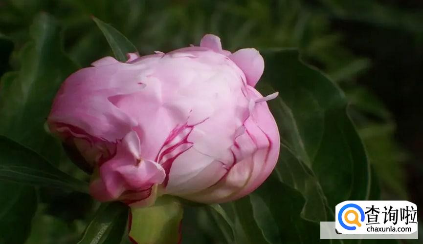 芍药花骨朵上有蚂蚁怎么办