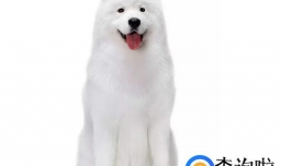 萨摩耶咳嗽该怎么处理，萨摩耶咳嗽的原因有哪些