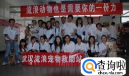 流浪狗怎么处置 遇到流浪狗怎么办