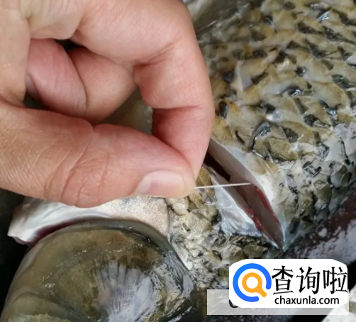 鱼的土腥味该怎么去除