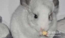 龙猫有多少种颜色