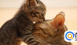 猫有了猫藓，得猫藓的猫可以洗澡吗