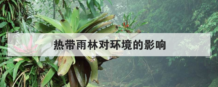 热带雨林对环境的影响