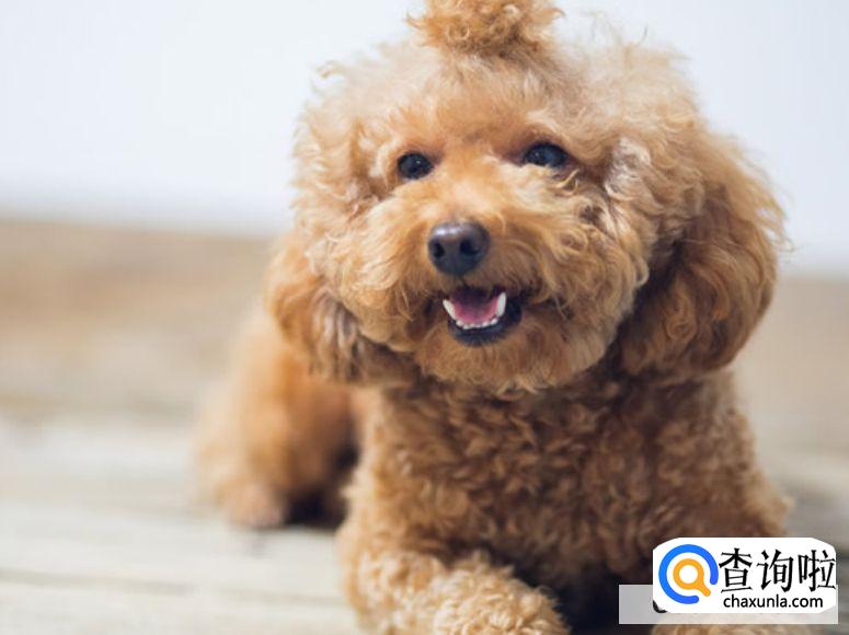 十大聪明狗狗都有哪几个