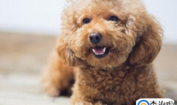 十大聪明狗狗都有哪几个