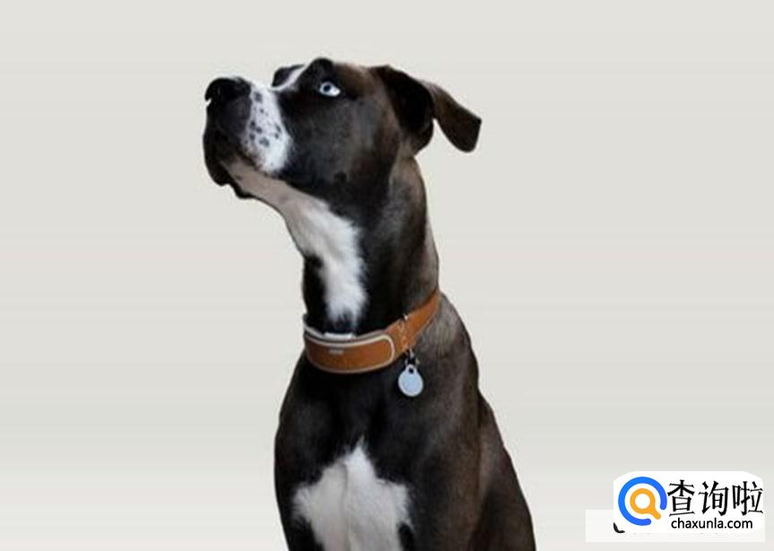 怎么让狗狗习惯戴上项圈