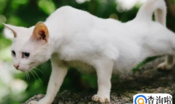 猫咪快速增肥的方法