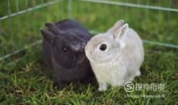 兔子避暑的方法