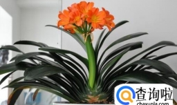 君子兰叶子发黄的原因