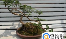 金银花修剪方法